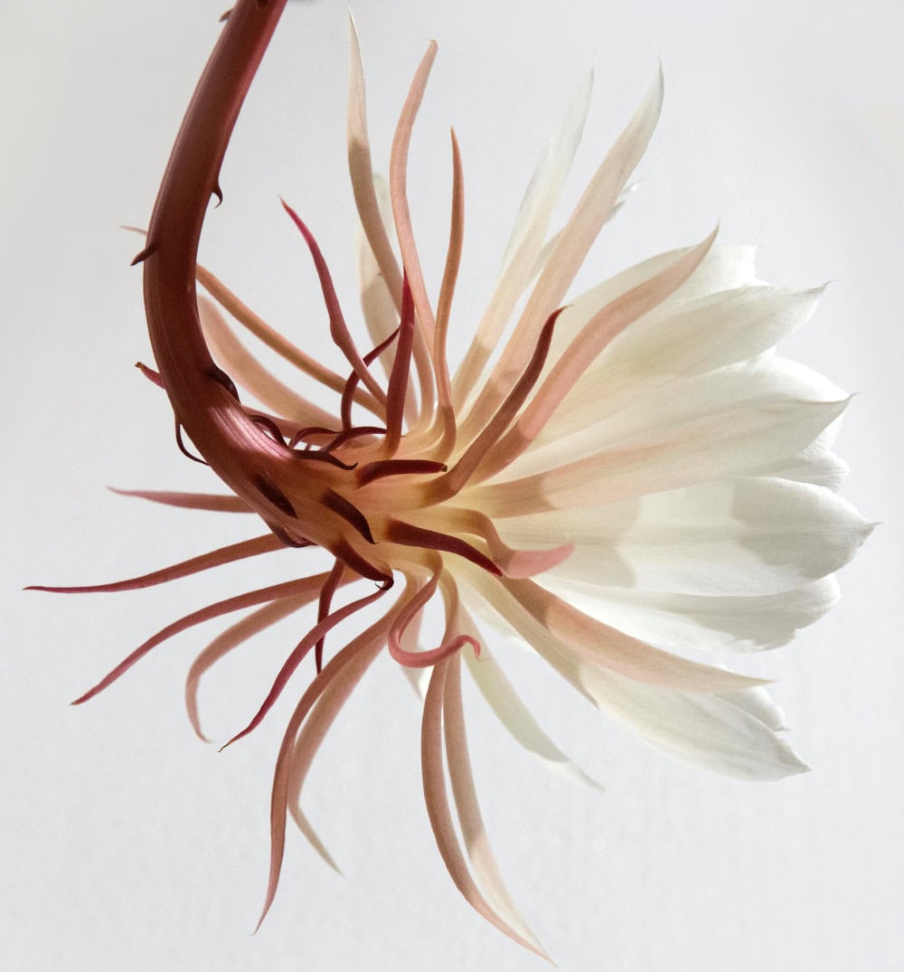 A flower conveying how you will feel from the Sacred Creator Programme A flower conveying how you will feel from the Sacred Creator Programme