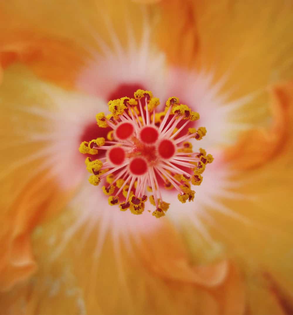 Close up of flower heart Close up of flower heart